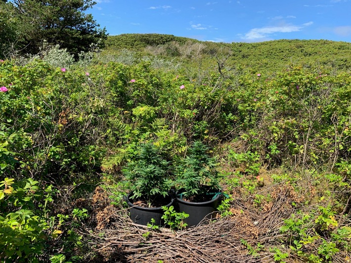 POL-WHV: Cannabispflanzen auf Wangerooge entdeckt (FOTO) - Pflanzen befanden sich mitten im Grün auf der Insel in Maurerkübeln - Polizei bittet um Hinweise