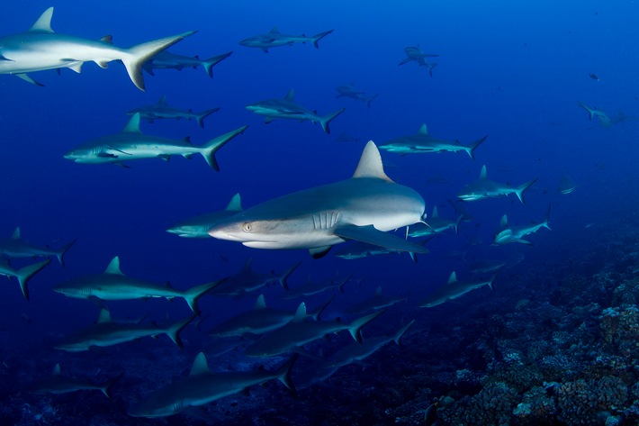 "Hai Life" unter Wasser - Im August taucht Nat Geo Wild in die Welt der Haie ein