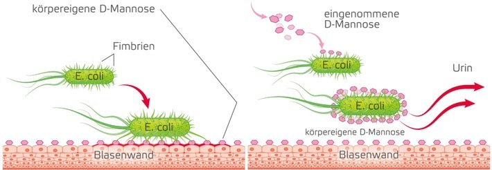 D-Mannose ummantelt die E. coli Bakterien und verhindert so, dass sie sich an der Blasenwand festsetzen / Weiterer Text über ots und www.presseportal.de/nr/132812 / Die Verwendung dieses Bildes ist für redaktionelle Zwecke honorarfrei. Veröffentlichung bitte unter Quellenangabe: "obs/Cassella-med GmbH & Co. KG"