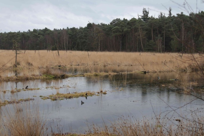 DBU: Verbündete beim Klimaschutz: Moore, Wälder und Grünland