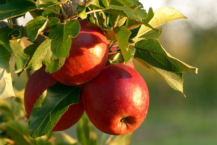 Heute noch ein Apfelbäumchen pflanzen! / Obstgehölze sind für Selbstversorgung unverzichtbar