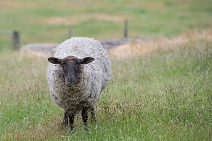 POL-SE: Halstenbek - Polizei auf der Suche nach Suffolk-Schaf