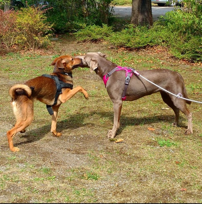 Online Hundeschule Witten ist sehr erfolgreich gestartet, viele Leistungen lassen sich online genauso gut durchführen