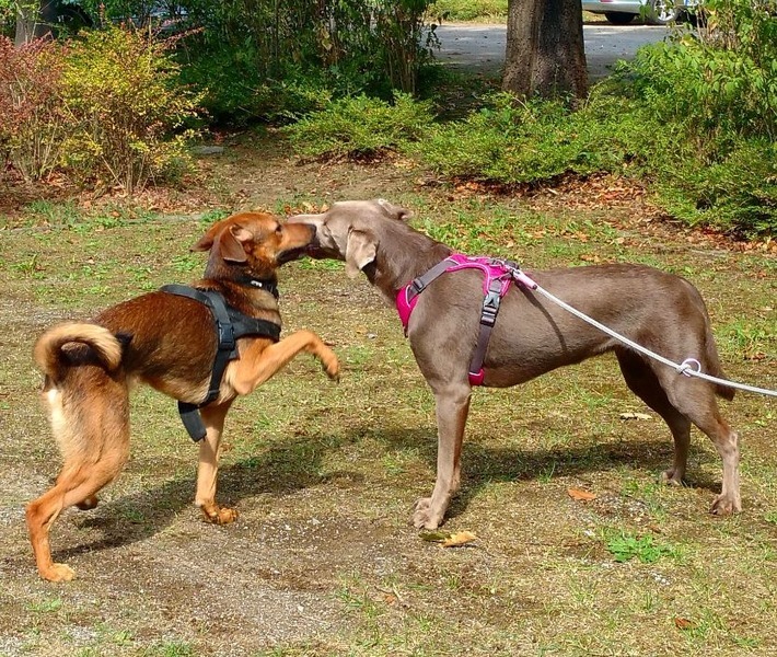 Online Hundeschule Witten / Weiterer Text über ots und www.presseportal.de/nr/152211 / Die Verwendung dieses Bildes ist für redaktionelle Zwecke unter Beachtung ggf. genannter Nutzungsbedingungen honorarfrei. Veröffentlichung bitte mit Bildrechte-Hinweis.