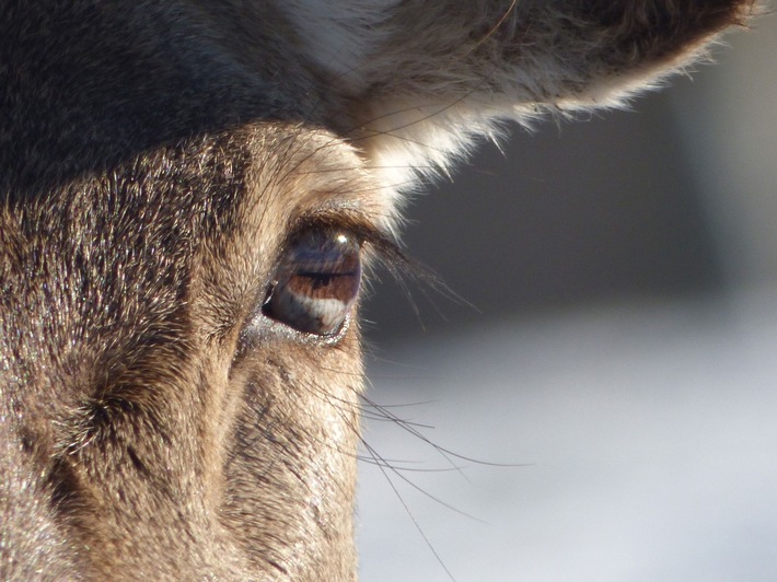 Wildtier-Forscherin erklärt: Wie verhalten sich Wildtiere bei einer Sonnenfinsternis?