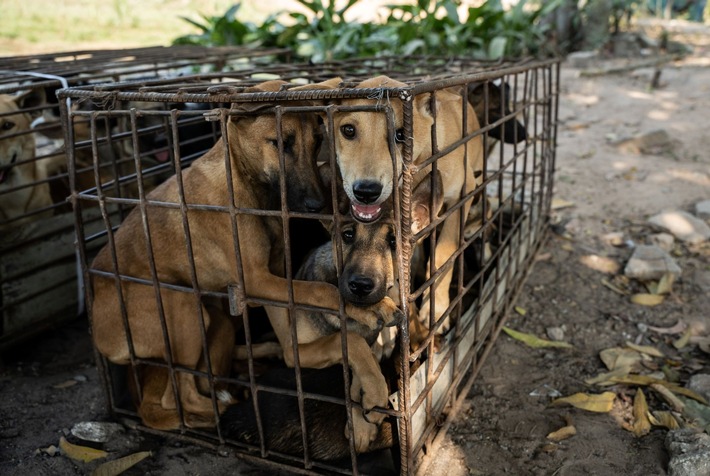 Au Cambodge, 61 chiens sont sauvés in extremis d