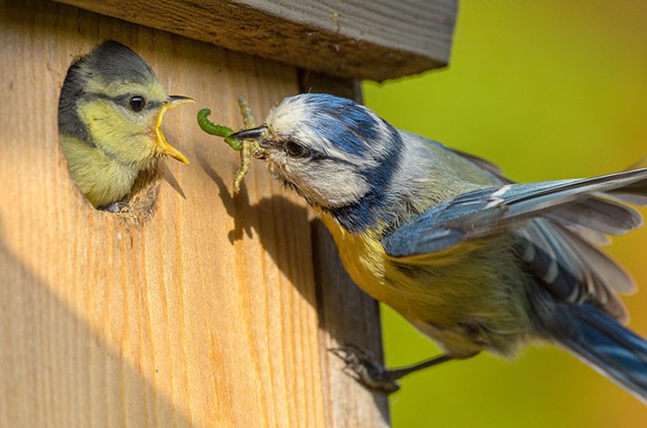 PM Jetzt noch Nistkästen reinigen – für gesunde Jungvögel im kommenden Frühjahr