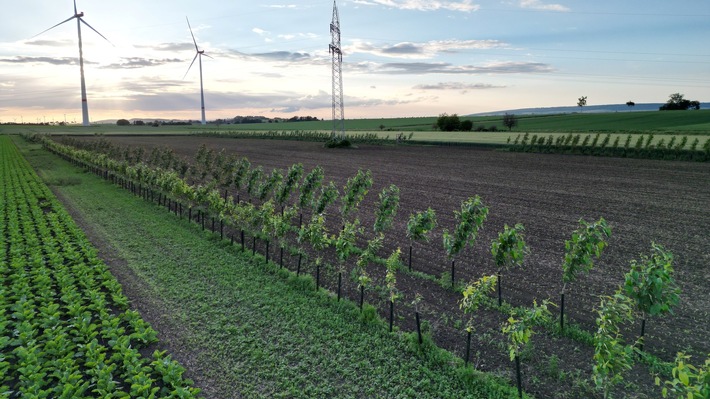 Landwirtschaft widerstandsfähiger gestalten: EDEKA startet Agroforst-Pilotprojekt entlang der eigenen Lieferkette