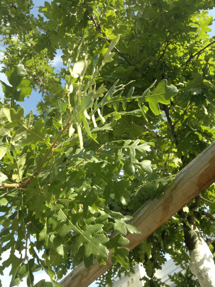 Zerreiche_quercus_cerris_blattdetail_2012_Jens_Dietrich_Leipzig.jpg