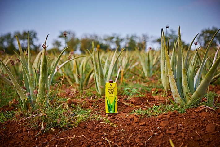 Forever Living Products: Die Sicherstellung höchster Produktqualität durch 1,5 Millionen Tests jährlich / Weiterer Text über ots und www.presseportal.de/nr/173588 / Die Verwendung dieses Bildes für redaktionelle Zwecke ist unter Beachtung aller mitgeteilten Nutzungsbedingungen zulässig und dann auch honorarfrei. Veröffentlichung ausschließlich mit Bildrechte-Hinweis.