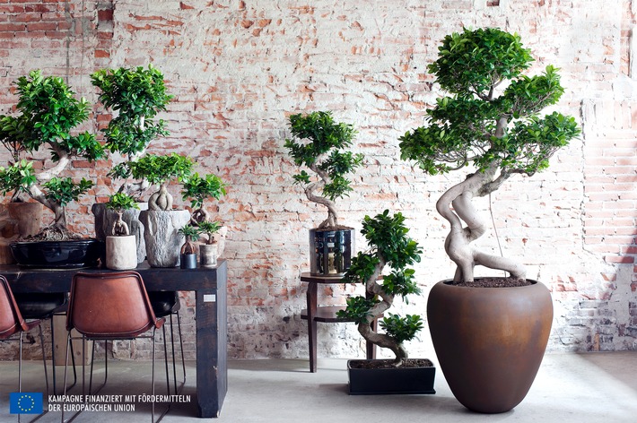 Ficus Ginseng ist Zimmerpflanze des Monats Juli / Japanische Bonsai-Kunst für Zuhause: Der Ficus Ginseng
