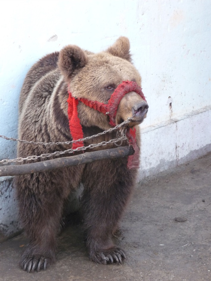 Ende der Tanzbärenhaltung in Serbien: VIER PFOTEN überführt drei Bären in den Tanzbärenpark Belitsa in Bulgarien