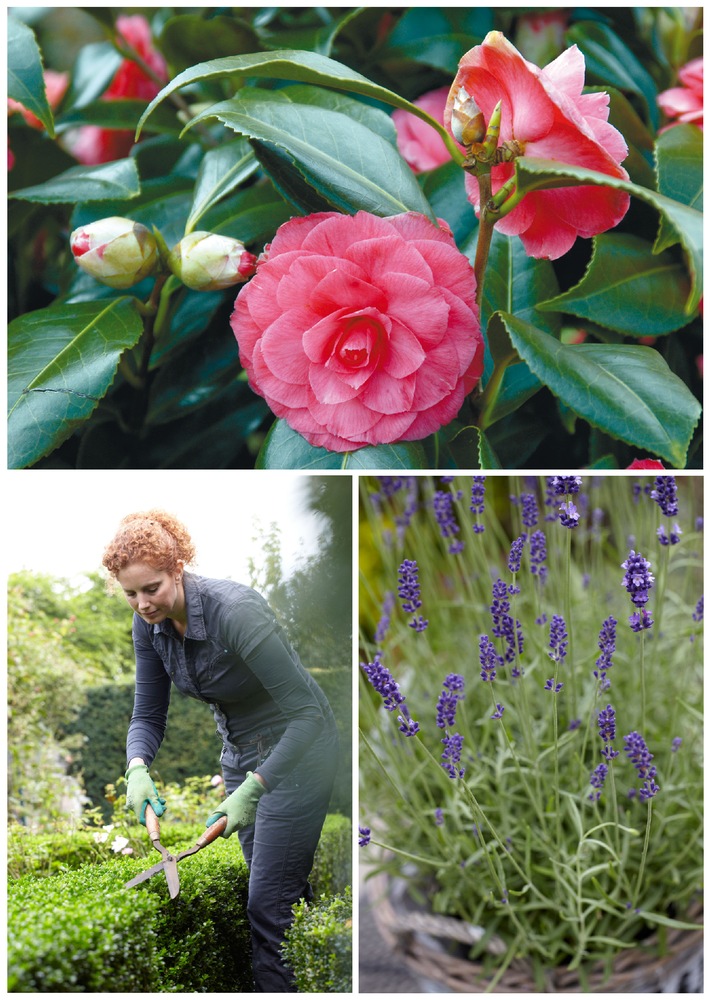 Frühlingsfrische für das Beet: Wecke den Gärtner in dir / Buchsbaum, Lavendel &amp; Co. bringen Form und Farbe in den Garten