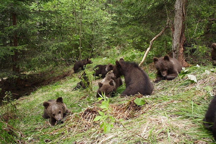 Drei Bärenkinder aus Serbien kommen in die BÄRENWAISENSTATION Harghita (BILD)