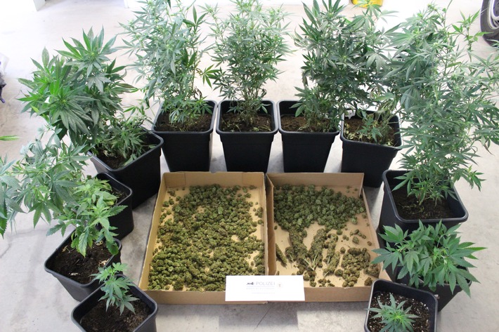 POL-OG: Hausach - Erneut Cannabispflanzen entdeckt