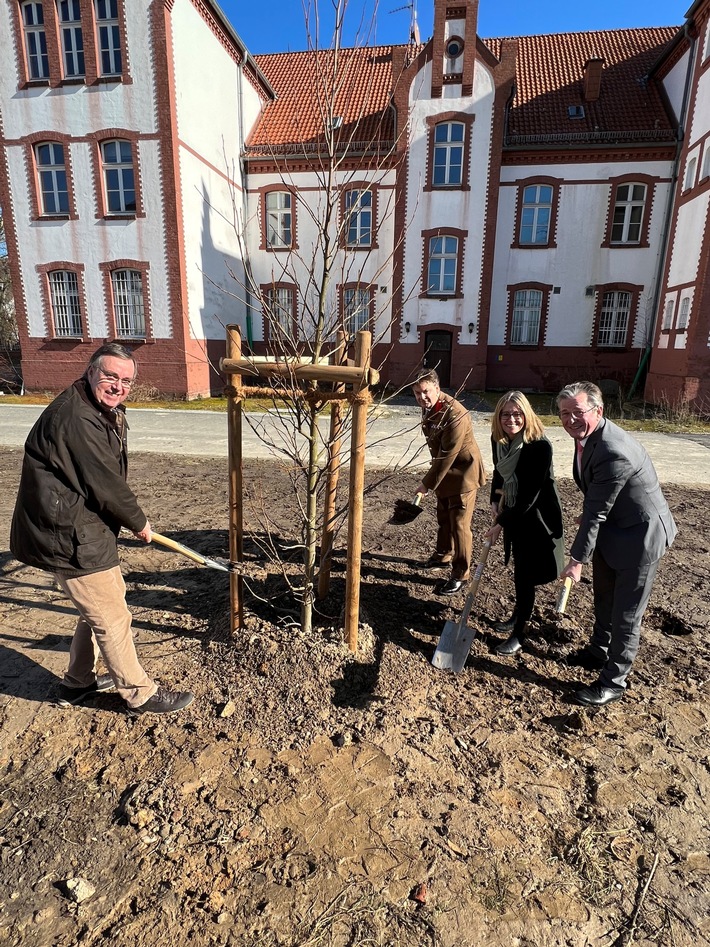 Ein Amberbaum im Alanbrooke Quartier in Paderborn zum Gedenken an Königin Elizabeth II.