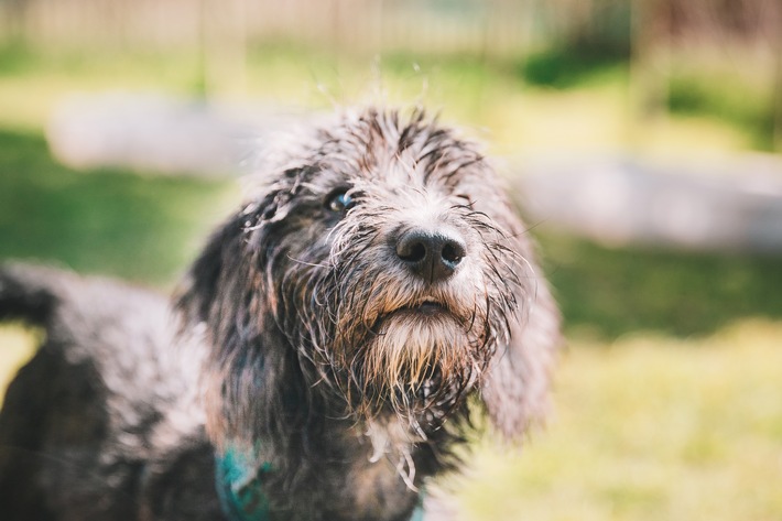 Umweltallergien nehmen zu - Was Hundebesitzer wissen müssen / Schützen Sie Ihren Hund vor Juckreiz in den Sommermonaten und Nahrungsmittelproblemen