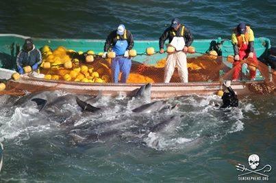 Dramatisches Delfinmorden in Japan - US-Botschaft interveniert