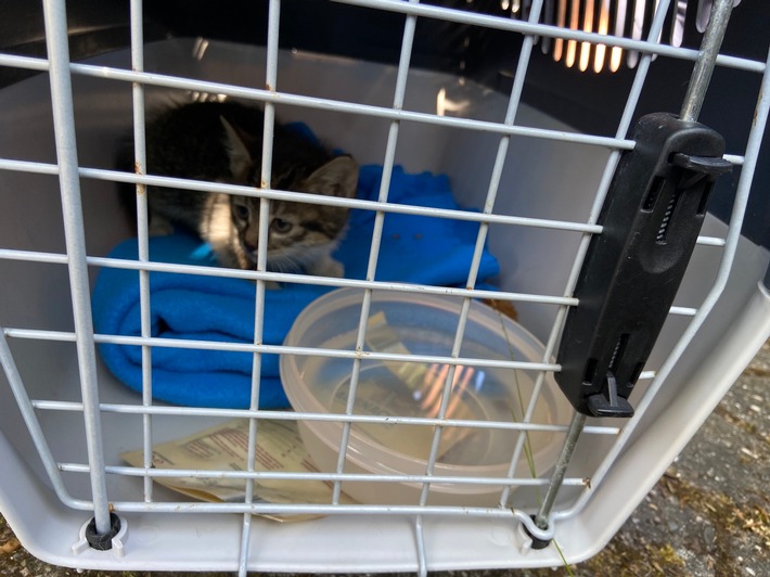 POL-PDWIL: Katze in Kues gerettet und Vandalismus/Hausfriedensbruch in Lieser aufgenommen