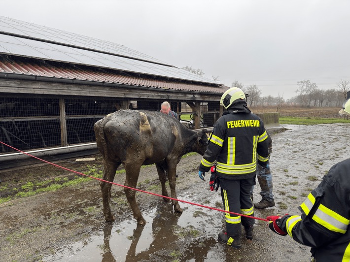 FW-AUR: Zwei Kühe aus Lebensgefahr gerettet