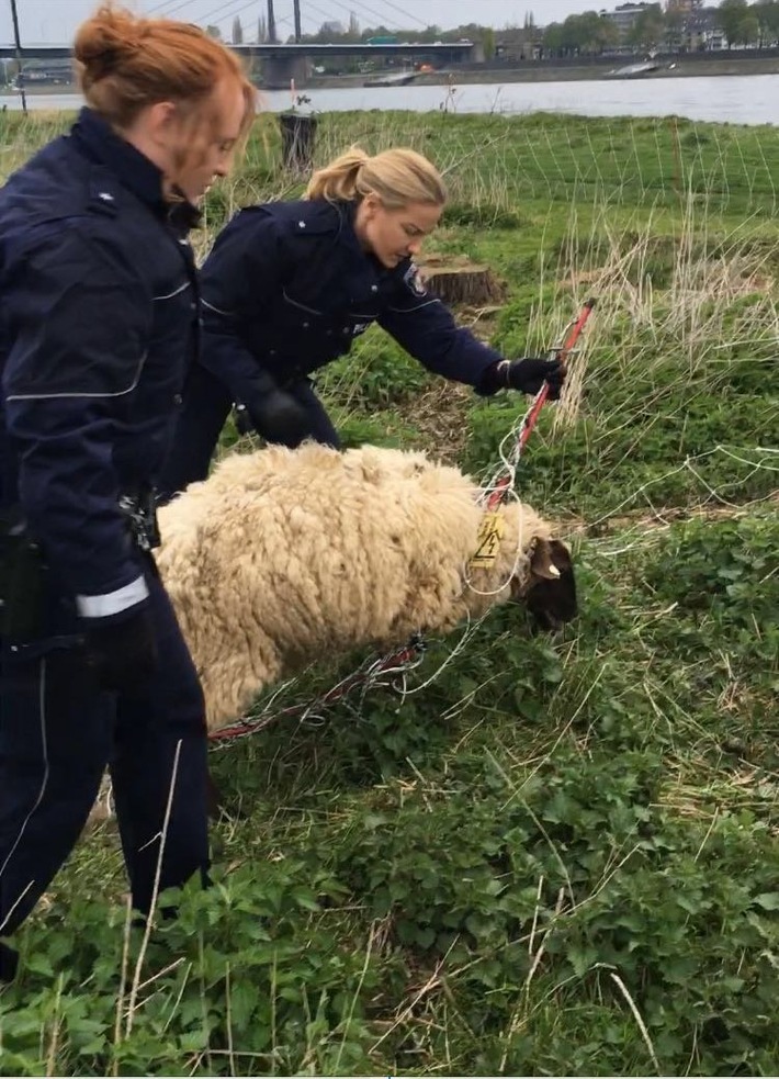 POL-D: Oberkassel - "Retter in der Not" - Polizisten befreien hilfloses Schaf