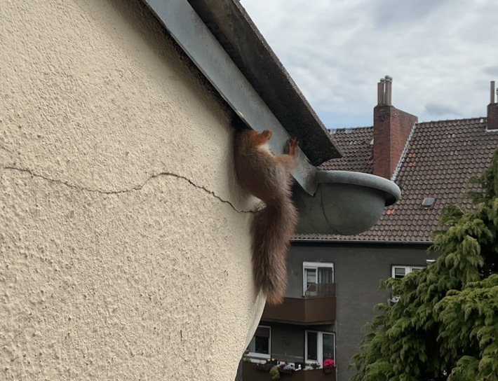 FW-DO: Eingeklemmtes Eichhörnchen an Hausfassade