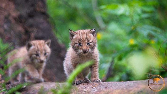 Flauschig, tapsig, spitze Ohren: HörPartner freuen sich über dreifachen Nachwuchs ihrer Paten-Luchse im Wildpark Schorfheide