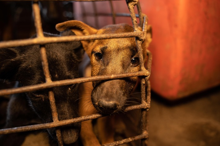 Suite au rapport de l&#039;OMS, QUATRE PATTES exige l’interdiction de la vente d’animaux vivants sur les marchés alimentaires