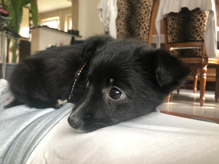 «SÜSS. SCHNELL. KRANK»