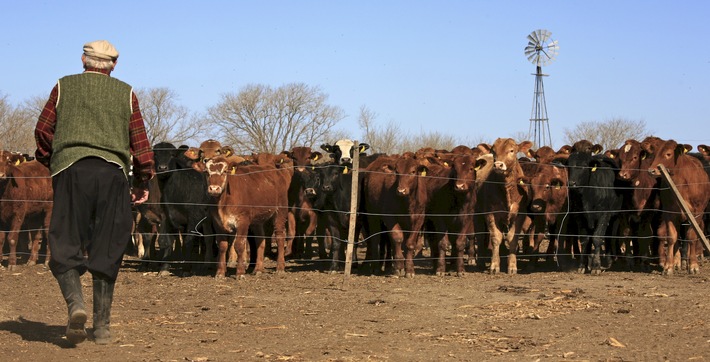 Schweiz-Mercosur: Das «Billigfleisch-Abkommen»