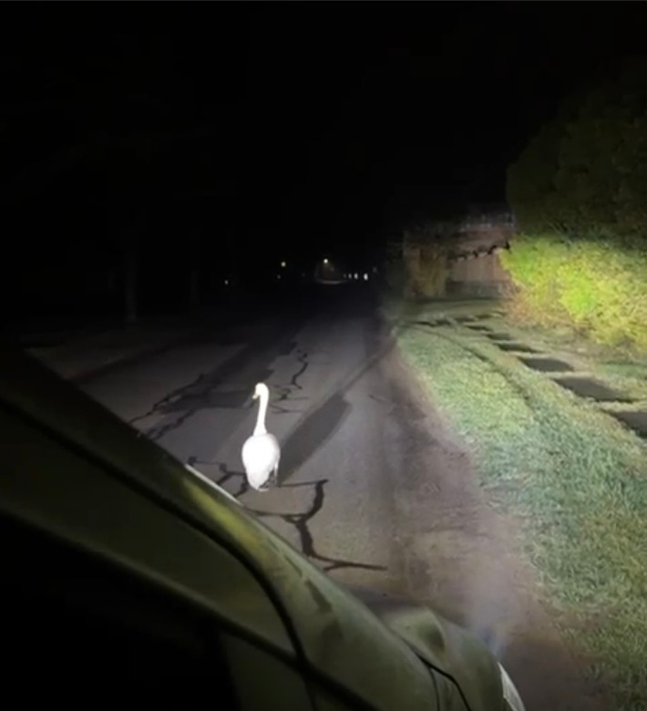 POL-NB: Nach Lärmbelästigung: Polizei führt Schwan ab