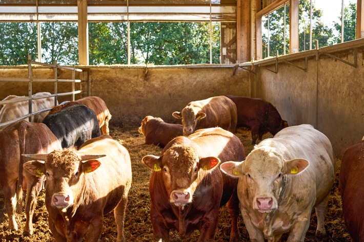 Erstmalig Rindfleisch aus Haltungsform 3 Außenklima