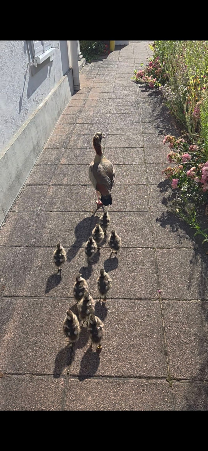 POL-PIZW: Odyssee der Nilgänse