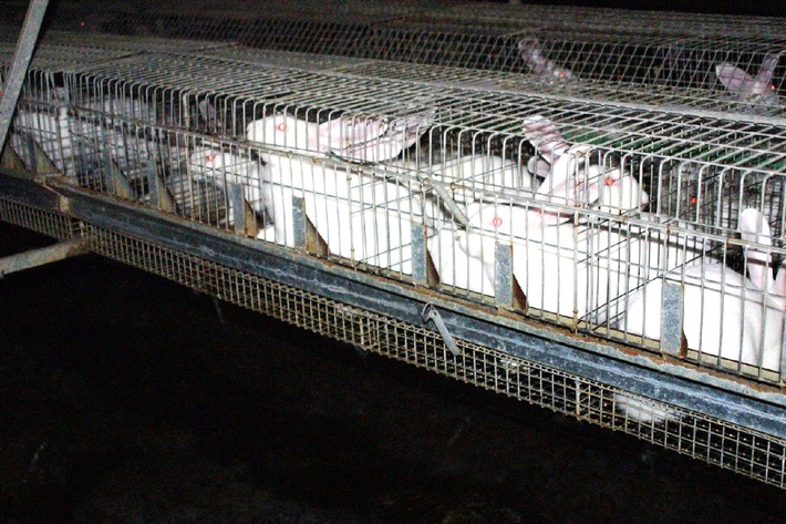 Deutscher Tierschutzbund klagt Tierqual an: Millionen Mastkaninchen leiden hinter Gittern - auch in Deutschland