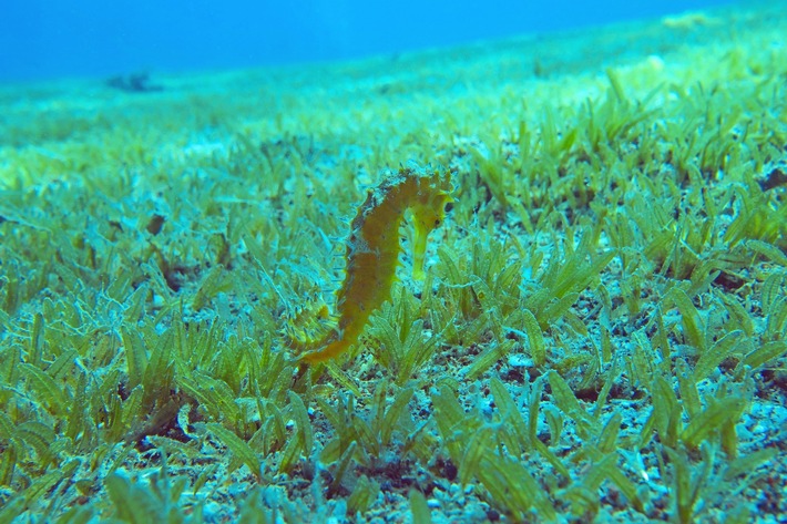 Neue Studie warnt: Klimaerwärmung und invasive Art bedrohen Seegraswiesen im Mittelmeer