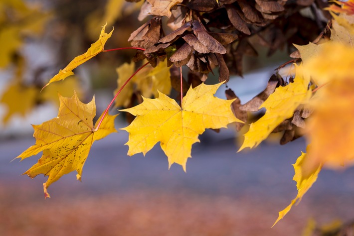 Tipps für den Alltag: Wenn die Blätter fallen / Herbstlaub kann Straßen in rutschige Flächen verwandeln