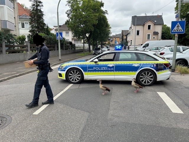 POL-PDKH: "Im Gänseschritt, Marsch!"