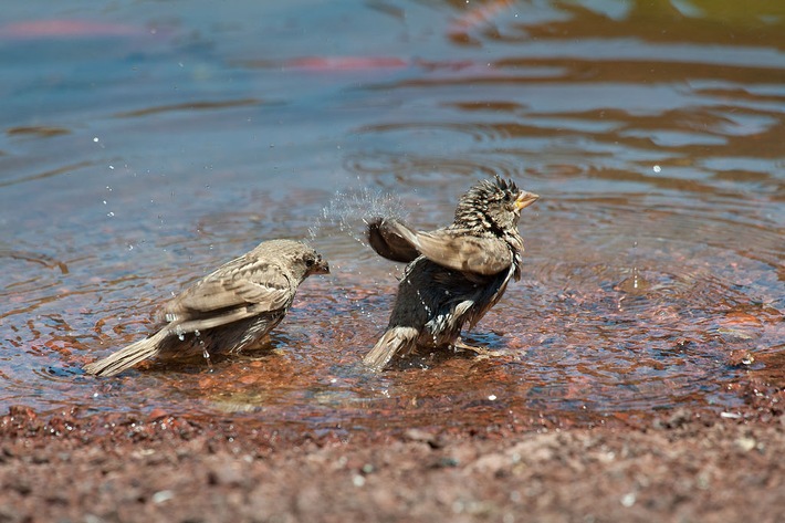 ++ Ökotipp: Weniger tun, mehr lassen – So gelingt ein vogelfreundlicher Garten | Ökotipp-Reihe Naturnahes Gärtnern ++