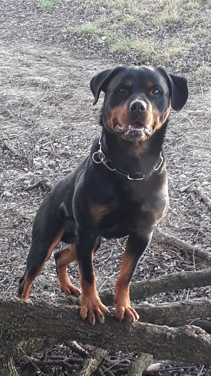 POL-DU: Duissern: Polizeihund Elgur findet Drogen im Kantpark