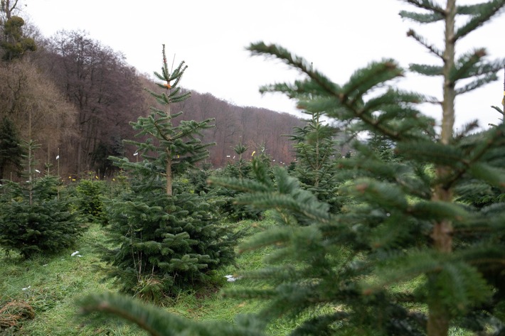 Öko-Weihnachtsbäume: Mit wenigen Klicks zur Verkaufsstelle in der Nähe