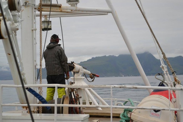 Neuer WDC-Bericht: Norwegischer Walfang verursacht erhebliches Tierleid