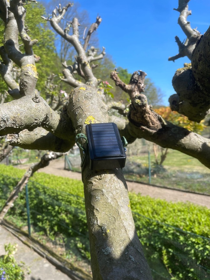 Urban Tree Intelligence: Smarte Bäume rufen nach Wasser