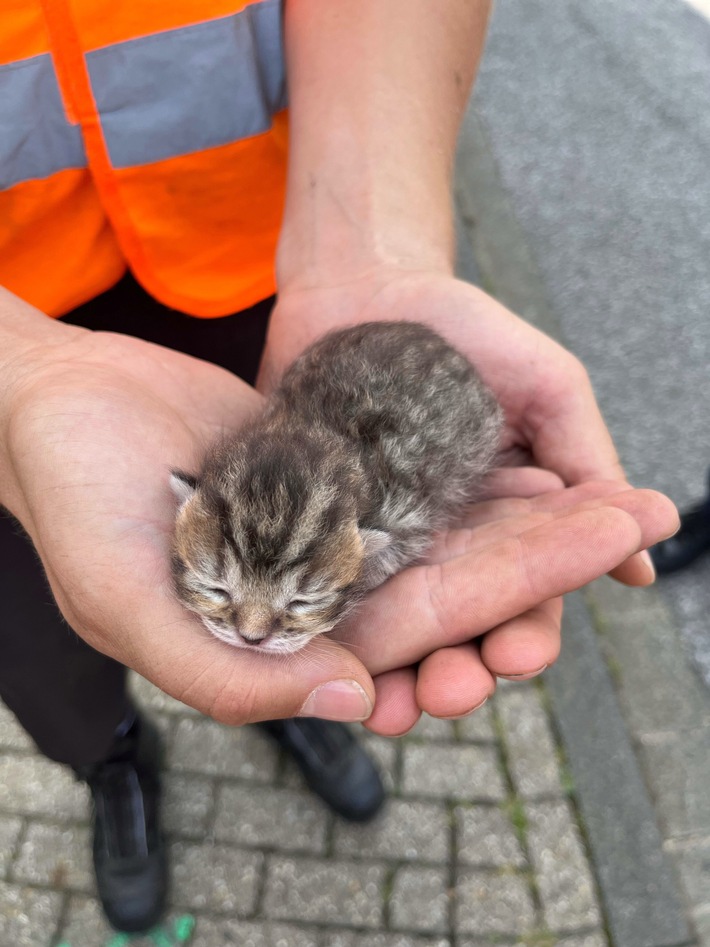 POL-DN: Fünf ausgesetzte Katzenbabys in Mülltonne entdeckt - Polizei bittet um Hinweise