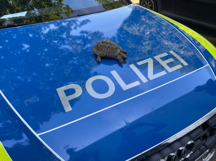POL-PDKH: Nachbarschaftsstreit auf Grund der Urlaubsbetreuung einer Schildkröte