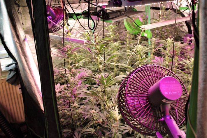 POL-NE: Polizei hebt Cannabis-Plantage in Neuss aus