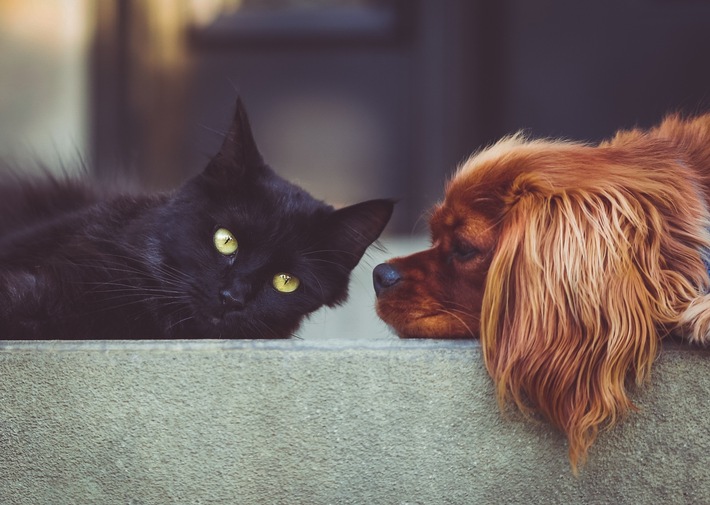Von wegen wie Hund und Katz - so funktioniert das Zusammenleben der Vierbeiner