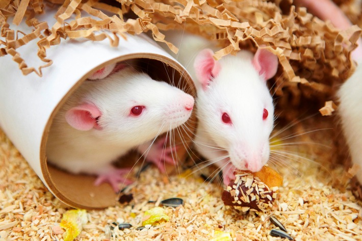 Tierschutz in der Pharmaindustrie