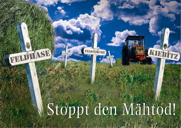 Beim Mähen wird die Wiese zum Wildtier-Friedhof / Die Deutsche Wildtier Stiftung informiert über Schutzmaßnahmen (mit Bild)