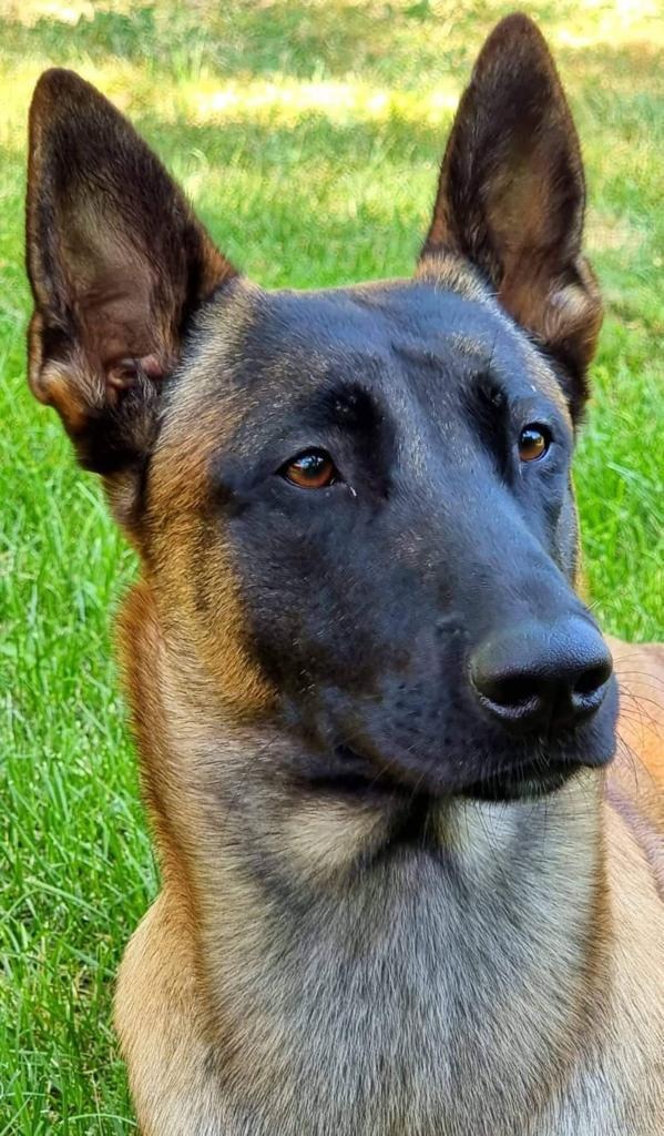 HZA-KA: Karlsruher Spürnase schlägt wieder zu / Zollhund "Eric" findet Drogen im Wert von über 34.000 Euro