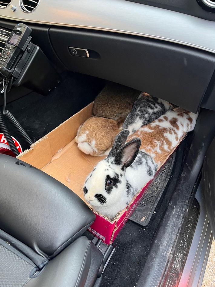 POL-KN: (Oberndorf, Lkrs. RW) Polizei fängt Kaninchen ein
